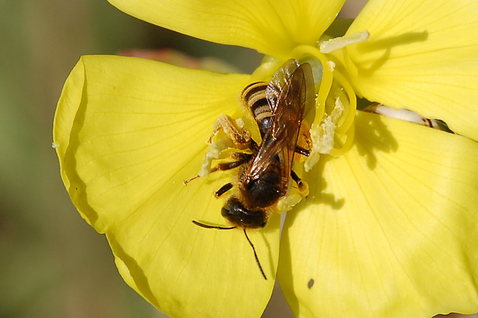 Femmina di Halictus, con buona probabilit scabiosae